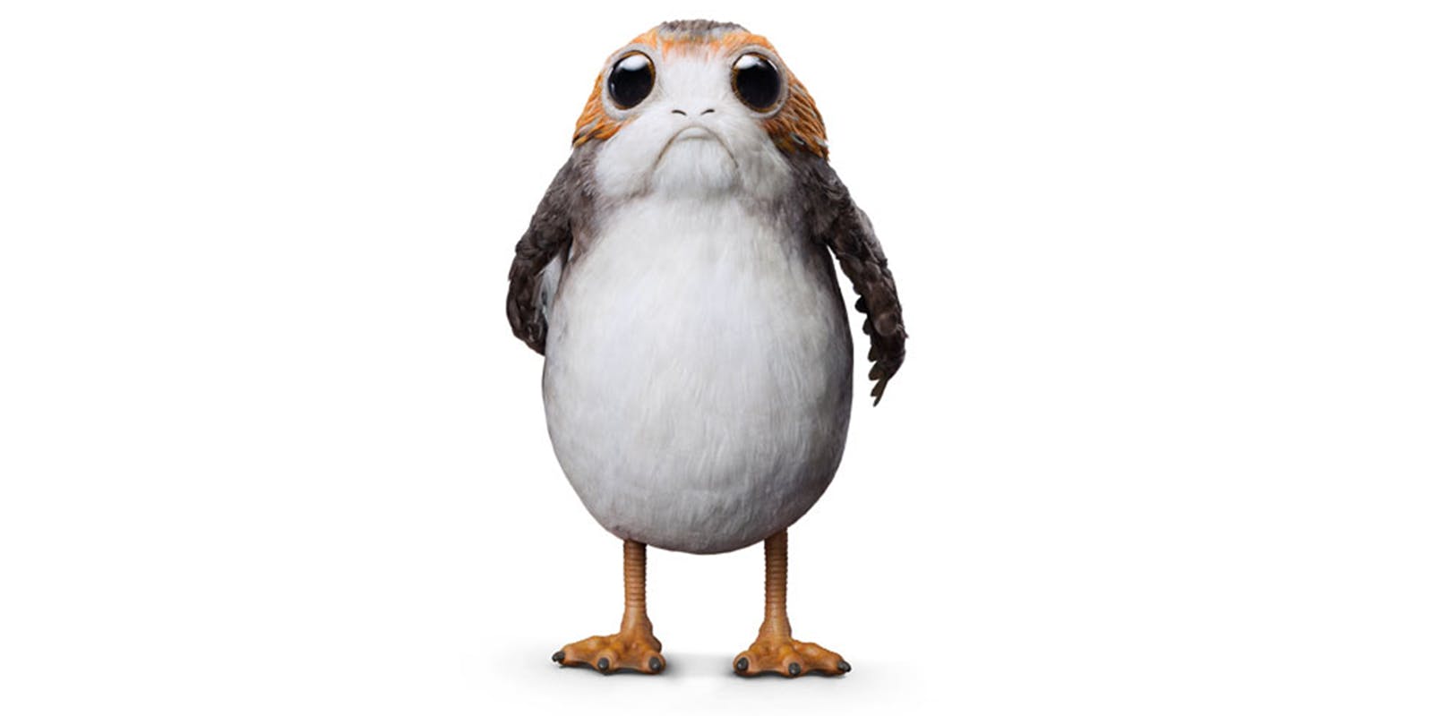 Meet the heartwarming seabirds of Star Wars The Last Jedi